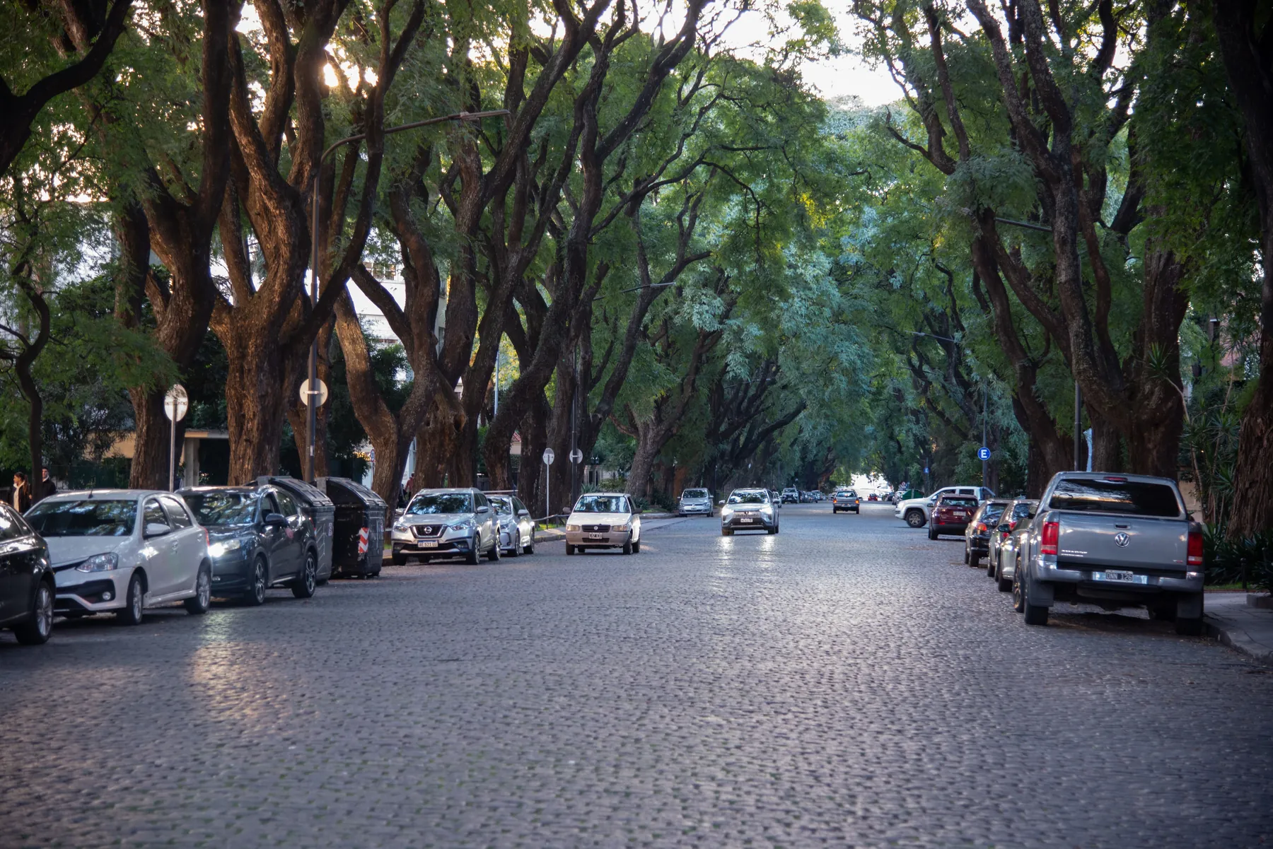 Calle empedrada con árboles altos a los dos lados